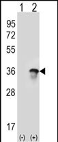 WB - U2AF1 Antibody (Center Y114) AP2802d